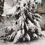 Zelena Bila Stavka Lejlighed