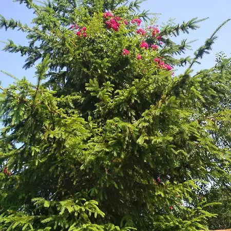 Zelena Bila Stavka Lejlighed *