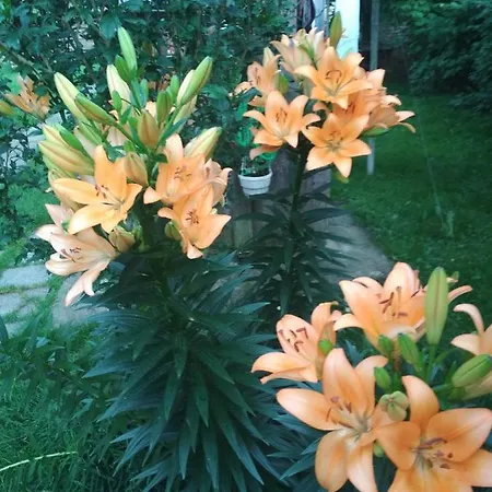 Zelena Bila Stavka Lejlighed Yaremche