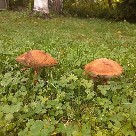 Zelena Sadyba Bila Stavka Yaremche