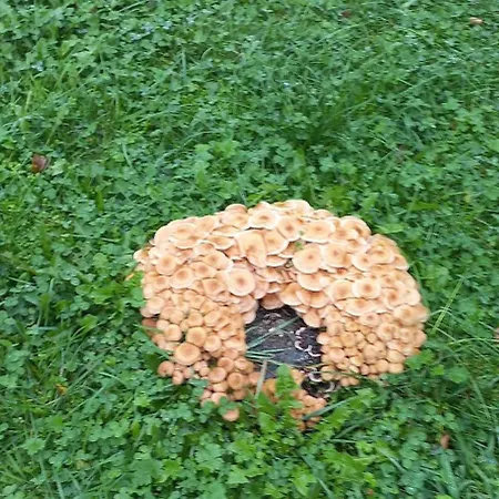 Zelena Bila Stavka Appartamento